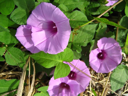 morning glory flower pictures