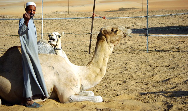 Camel Farmer