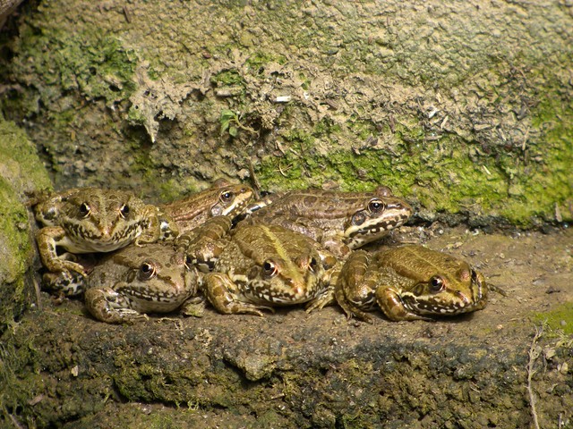 Group Of Toads 64