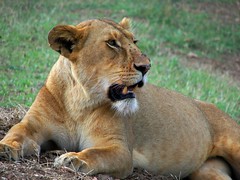 Day 06 Serengeti - Lions, Leopards