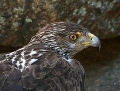  Aves de rapina / Birds of prey