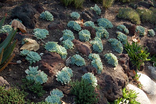 Desert Garden by statelyenglishmanor
