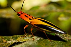 Coleoptera (Peru)