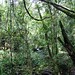8. Kinabalu Park Jungle, Sabah
