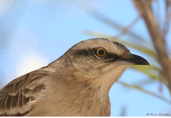 Sabiá-do-campo (Mimus saturninus) - Chalk-browed Mockingbird