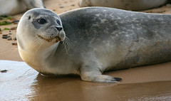 Seals at Blakeney 2007