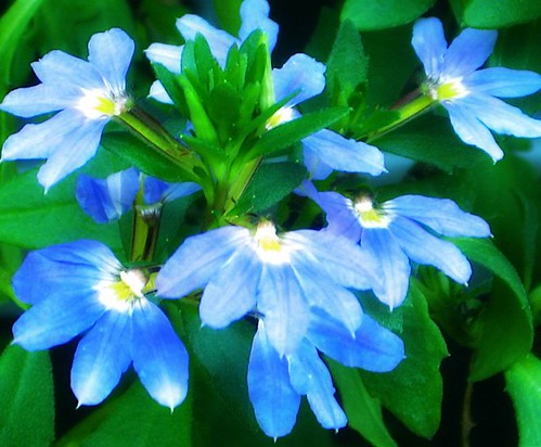 Blue Fan Flower