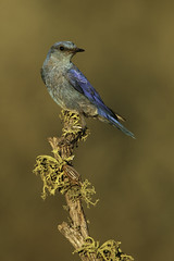Oregon Songbirds