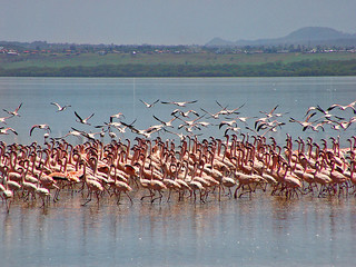 Lots of flamingos 2