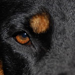 rottweiler eye