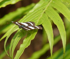 Brush-footed Butterflies / Nymphalidae