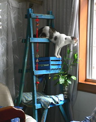 Cat Ladders