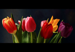 tulip collection