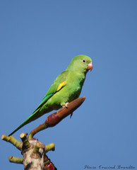 Periquito-de-asa-amarela, Tuim-de-Asa-Amarela - Periquito - Maritaca - Yellow-chevroned Parakeet (Brotogeris chiriri chiriri)