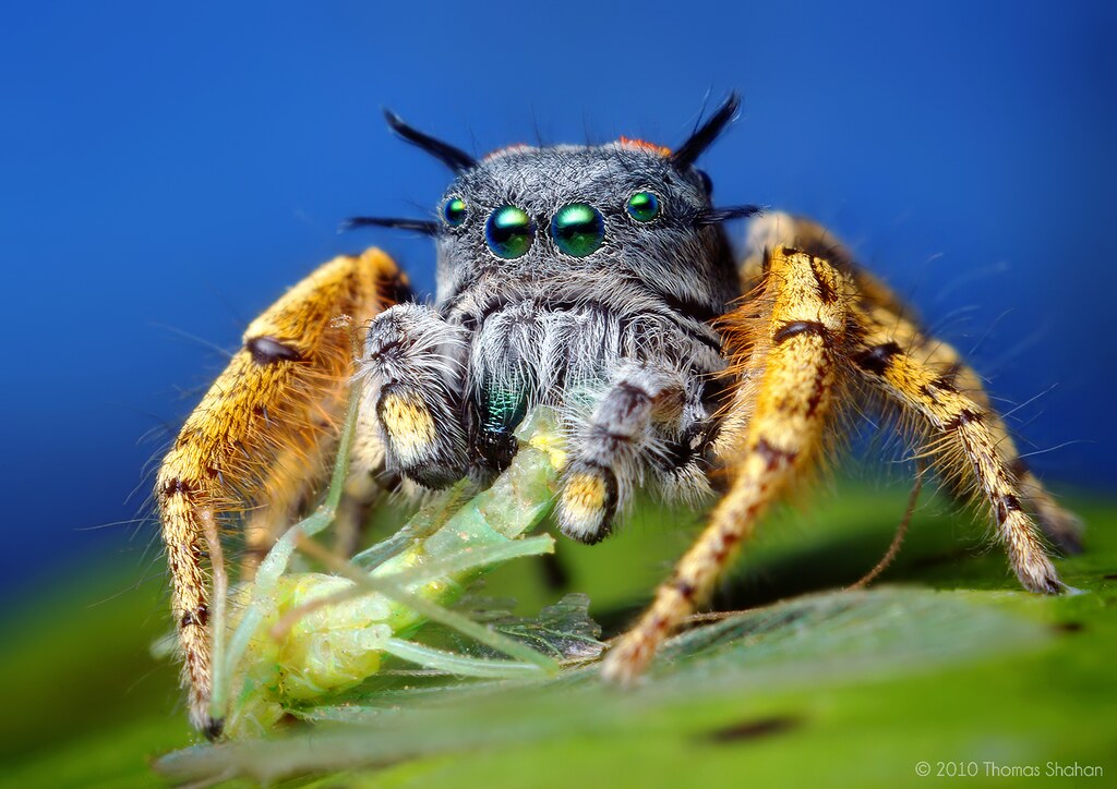Adult Male Phidippus mystaceus feeding on a Chrysopid - With Video!