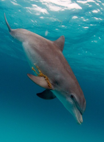 Dolphin with kelp