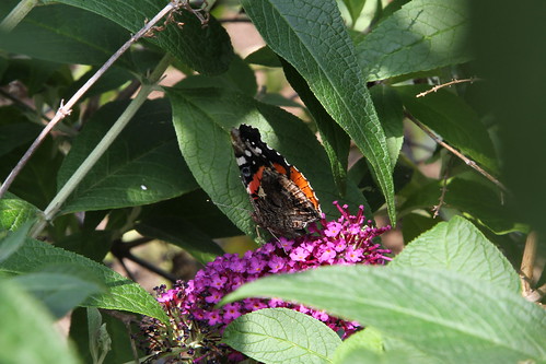 butterfly bush
