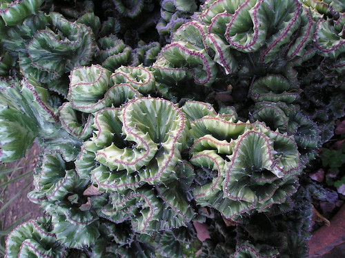 Euphorbia Lactea Cristata by vikisuzan
