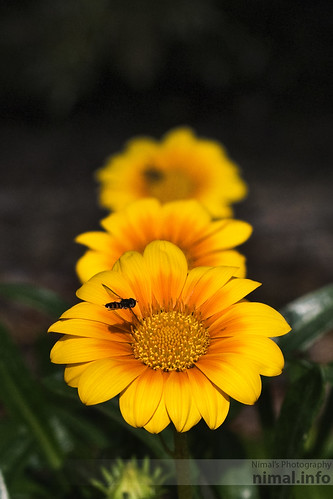 Bee on Sunflower by Nimal S