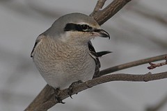 Québec 2016  Oiseaux et nature