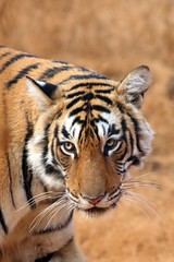 Ranthambhore Tigers, India, Feb 2016