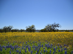 Hill Country Wildflower Tour Spring 2016