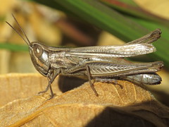 Acrididae - Grasshoppers - Subfamily Gomphocerinae