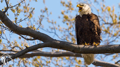 Bald Eagles of New Jersey | 2016