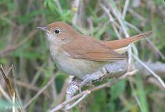 Nightingales and Flycatchers.