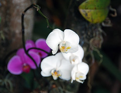 Orchidées Hawaï