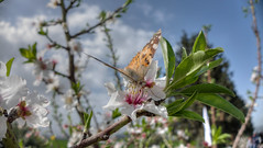 The Almond Blossom   פריחת השקדיה