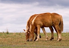 Horses: Amish / Rural Pennsylvania (2002-07)