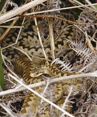 Adders of the Alun Valley