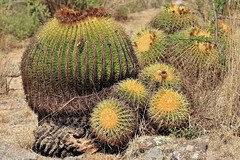 cactáceas, suculentas y cardos (cacti, succulents and thistles)