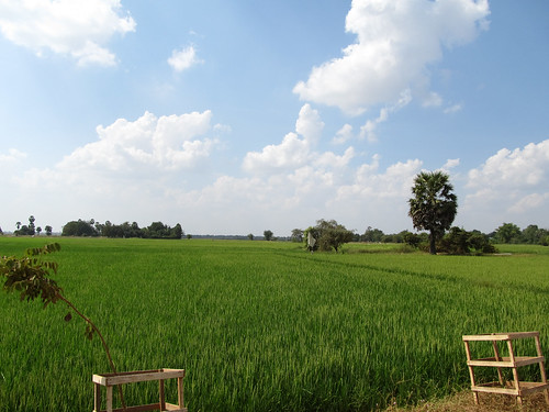 La campagne de Battambang: les rizières