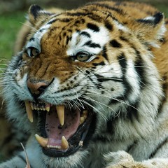 Amur Tigers, Longleat Safari Park 2016