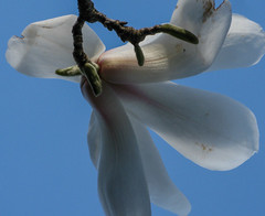 Flowers: Magnolias