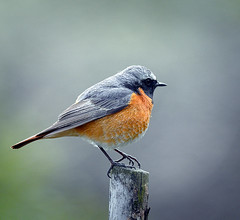 Flycatchers, Redstarts and Chats