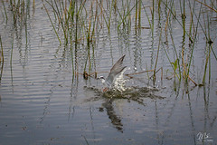 Birds of the Viera Wetlands (Florida)