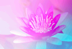 Close up lotus in the river on blur background.Beautiful lotus flower made with color filters