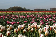Tulpen Plantage
