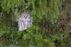 Ural Owl | slaguggla  | Strix uralensis