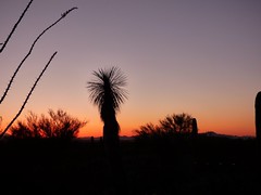 Tucson and Saguaro National Park