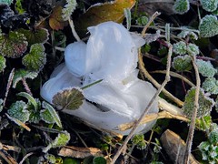 Frost Flower/Ice Ribbon