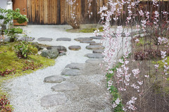2016 京都の桜