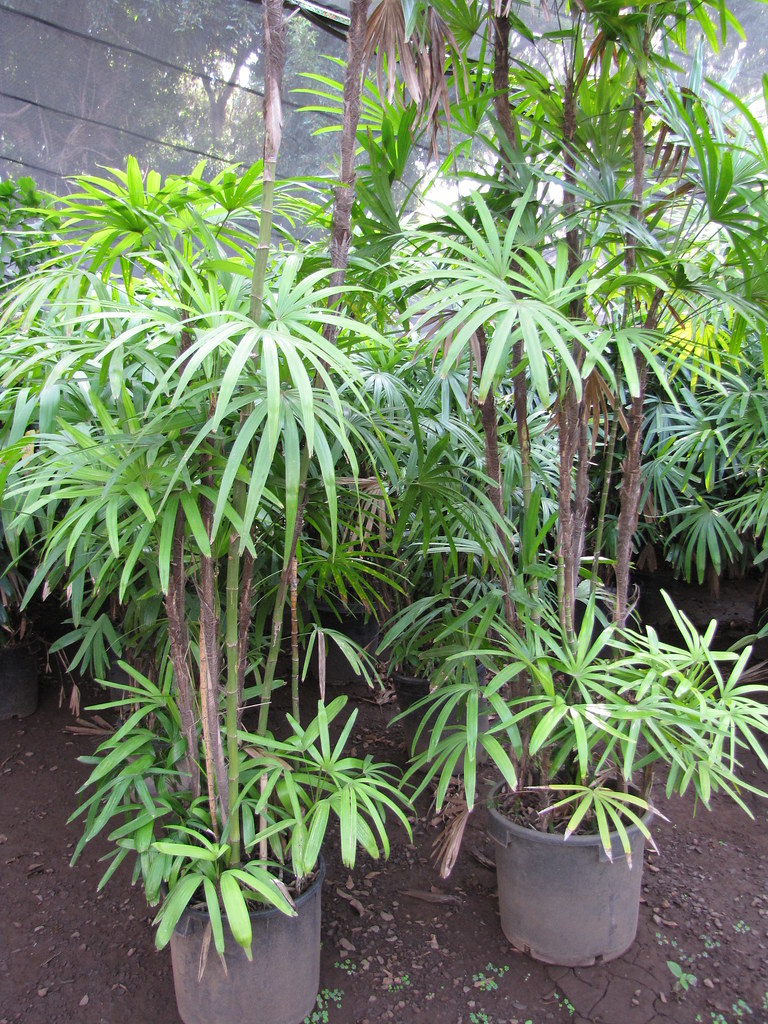 small-palm-trees-guide-types-that-grow-4-20-feet-tall-install-it