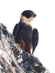 Birding Guatemala with Rockjumper, Jan., 2016