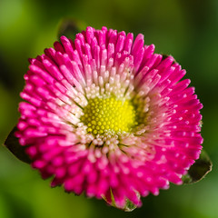 Flower and macro Photography