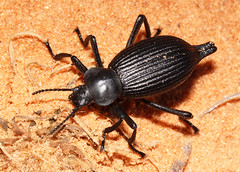 Beetles: Tenebrionidae