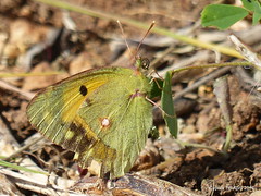 Cyprus Butterflies & Moths